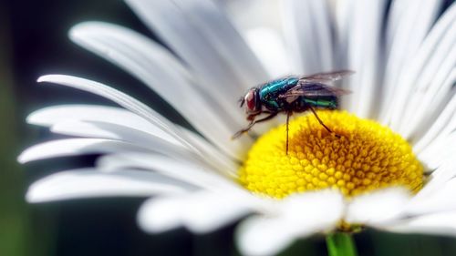 Close-up of insect on flower