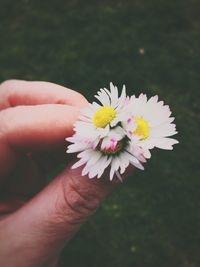 Close-up of cropped hand holding daisy