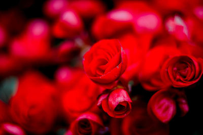 Close-up of red roses