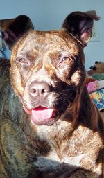 Close-up portrait of a dog