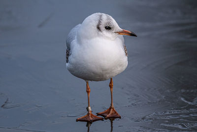 bird