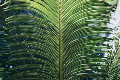 Close-up of palm tree