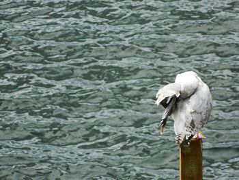 Close-up of seagull perching on wooden post