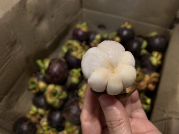 Close-up of hand holding flower