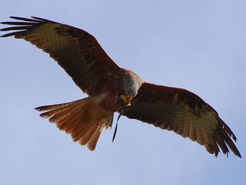 Low angle view of red kite bird flying against clear sky