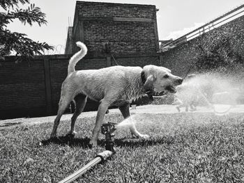 View of a dog against the wall