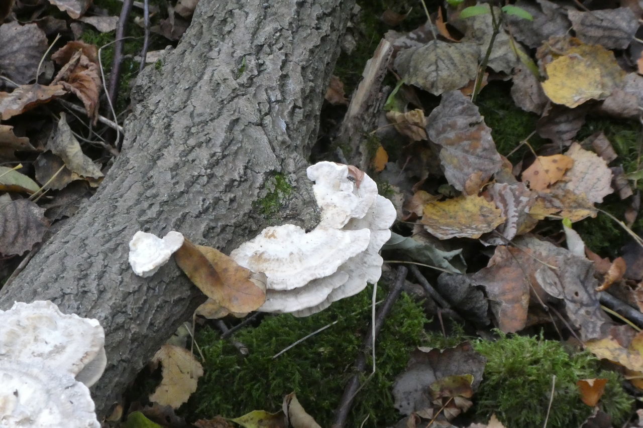 HIGH ANGLE VIEW OF MUSHROOMS GROWING ON ROCKS