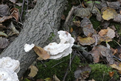 High angle view of mushrooms growing on field