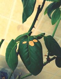 Close-up of fresh green leaves