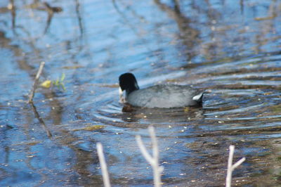 Duck swimming in a lake