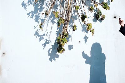 Shadow of man on tree against sky