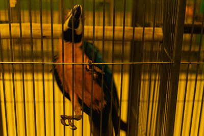 Shadow of woman in cage