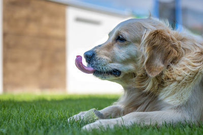 Close-up of dog looking away