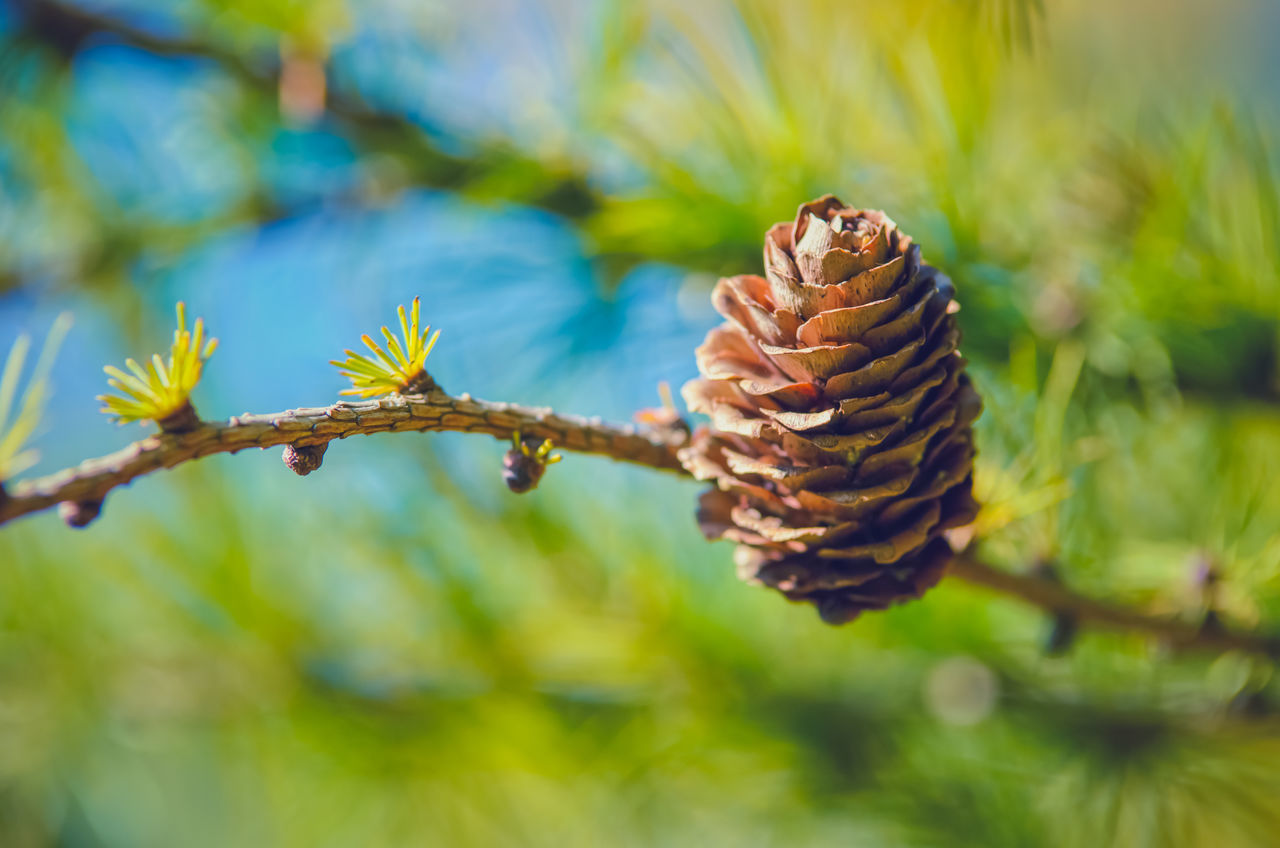 CLOSE-UP OF PINE CONES