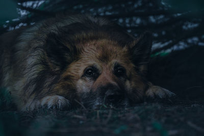 Portrait of dog resting on field