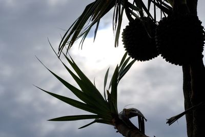 Low angle view of plant against sky