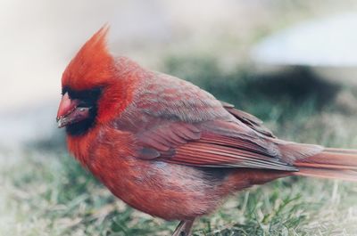 Close-up of a bird