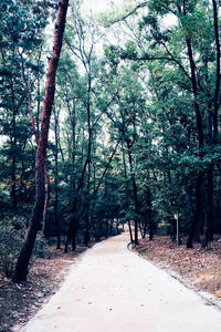 Road passing through forest