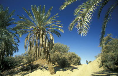 Palm trees against sky