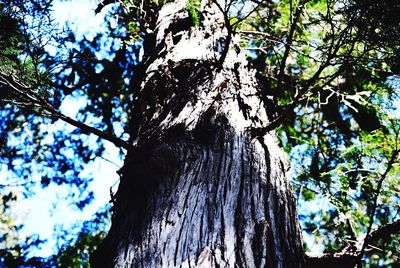 Low angle view of tree