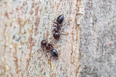 Close-up of ant on wall