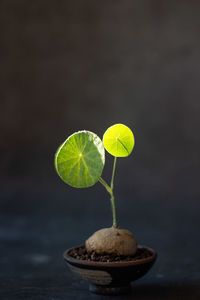 Close-up of potted plant on table