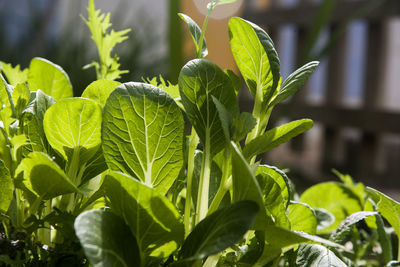 Close-up of fresh green leaves