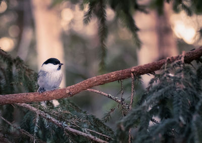 Bird perching on branch