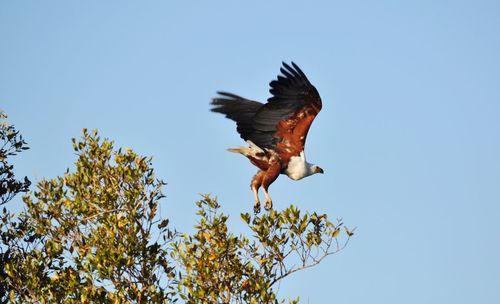 Low angle view of bird flying against clear blue sky