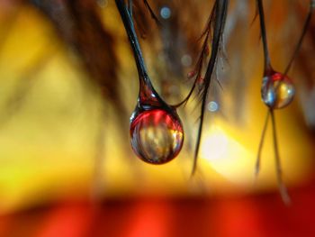 Close-up of water drop on leaf