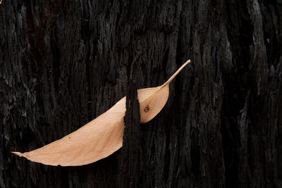 Close-up of dry leaf stuck on tree trunk