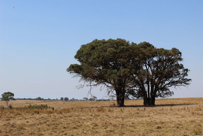 Scenic view of field against clear sky