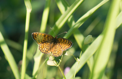 Close-up of butterfly on leaf