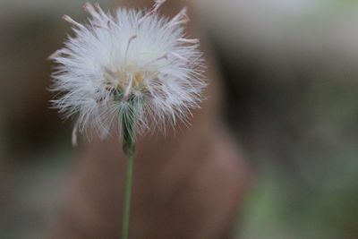 Close-up of dandelion flower