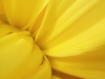 Detail shot of yellow flower