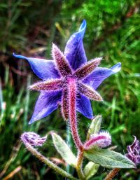 Close-up of purple flowers