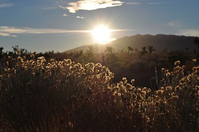 Scenic view of field against sky at sunset