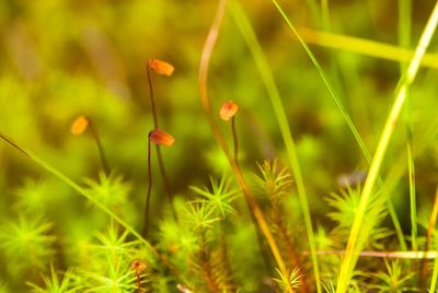 Close-up of flowering plants on field