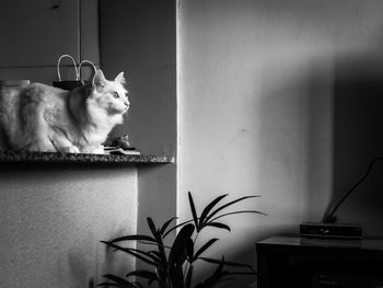 Close-up of cat sitting at home