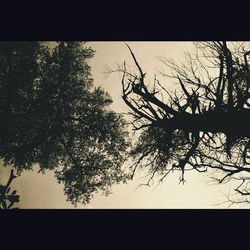 Low angle view of bare trees