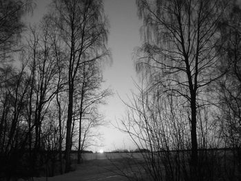 Bare trees against sky