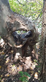 Close-up of tree trunk in forest