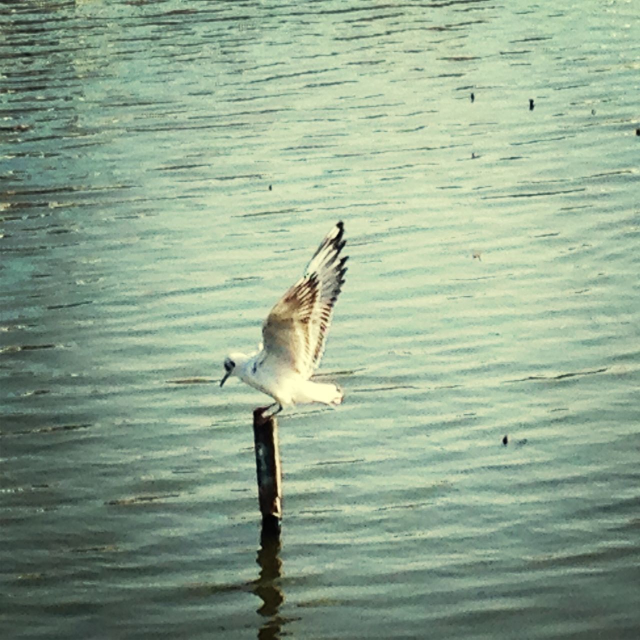 bird, animals in the wild, animal themes, wildlife, water, seagull, flying, spread wings, lake, waterfront, nature, rippled, one animal, sea, outdoors, day, beauty in nature, sea bird, no people, zoology