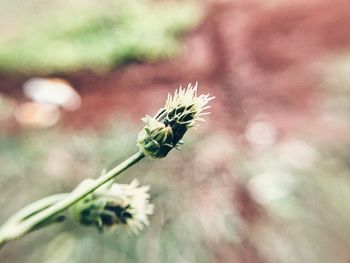 Close-up of insect on plant
