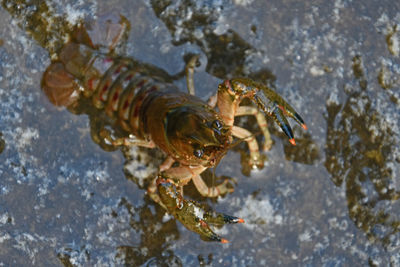 High angle view of crayfish on shore