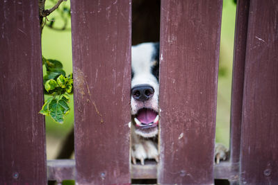 Close-up of dog peeking through metal fence