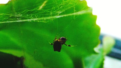 Close-up of spider on leaf