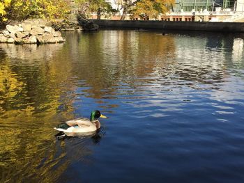 Swans swimming in lake