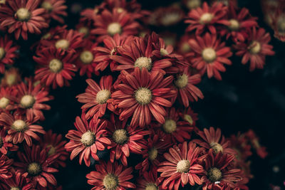 High angle view of red flowering plants