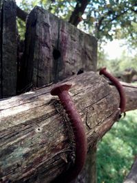 Close-up of tree trunk